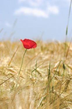 Coquelicot coquelicot big resultat